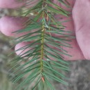 Pseudotsuga menziesii (Mirb.) FrancoPseudotsuga menziesii (Mirb.) Franco