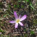 Colchicum montanum L.Colchicum montanum L.