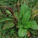 Rumex obtusifolius L.Rumex obtusifolius L.