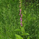 Digitalis purpurea L.Digitalis purpurea L.