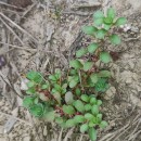 Lythrum portula (L.) D.A. WebbLythrum portula (L.) D.A. Webb