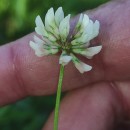 Trifolium repens L.Trifolium repens L.