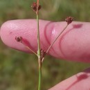 Juncus bulbosus L.Juncus bulbosus L.