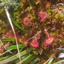 Drosera rotundifolia L.Drosera rotundifolia L.