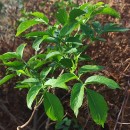 Sambucus nigra L.Sambucus nigra L.