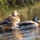 Anas platyrhynchos Linnaeus, 1758Anas platyrhynchos Linnaeus, 1758