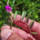 Vicia sativa L. subsp. nigra Ehrh.Vicia sativa L. subsp. nigra Ehrh.