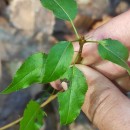 Pyrus cordata Desv.Pyrus cordata Desv.