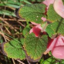 Teucrium scorodonia L.Teucrium scorodonia L.