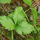 Fragaria vesca L.Fragaria vesca L.