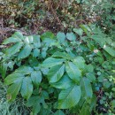Juglans regia L.Juglans regia L.