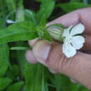 Silene latifolia Poir.Silene latifolia Poir.