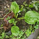 Plantago major  L.Plantago major  L.