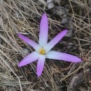 Colchicum montanum L.Colchicum montanum L.