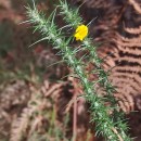 Ulex gallii Panch. subsp. breoganii (Castrov. & Valdés Berm.) Rivas Mart., T.E. Díaz, Fern. Prieto, Loidi & PenasUlex gallii Panch. subsp. breoganii (Castrov. & Valdés Berm.) Rivas Mart., T.E. Díaz, Fern. Prieto, Loidi & Penas