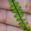 Asplenium trichomanes L. subsp. quadrivalens D.E. Mey.Asplenium trichomanes L. subsp. quadrivalens D.E. Mey.