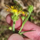 Picris hieracioides L.Picris hieracioides L.