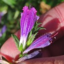 Echium rosulatum LangeEchium rosulatum Lange