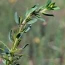 Genista berberidea LangeGenista berberidea Lange