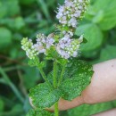 Mentha suaveolens Ehrh.Mentha suaveolens Ehrh.