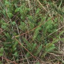 Thymelaea coridifolia (Lam.) Endl. subsp. coridifoliaThymelaea coridifolia (Lam.) Endl. subsp. coridifolia
