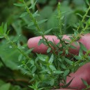 Genista berberidea LangeGenista berberidea Lange