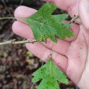 Crataegus monogyna Jacq.Crataegus monogyna Jacq.