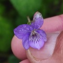 Viola riviniana Reichenb.Viola riviniana Reichenb.