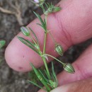 Spergularia rubra (L.) J. & C. PreslSpergularia rubra (L.) J. & C. Presl