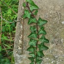 Hedera hibernica (G. Kirchn.) Bean‹Hedera hibernica (G. Kirchn.) Bean‹