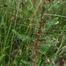 Genista berberidea LangeGenista berberidea Lange
