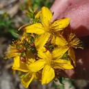 Hypericum perforatum L. subsp. angustifolium (DC.) A. Fröhl.Hypericum perforatum L. subsp. angustifolium (DC.) A. Fröhl.