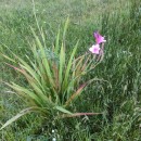 Watsonia borbonica (Pourr.) GoldblattWatsonia borbonica (Pourr.) Goldblatt