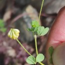Trifolium dubium Sibth.Trifolium dubium Sibth.