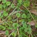 Glechoma hederacea L.Glechoma hederacea L.