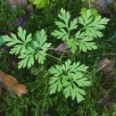 Physospermum cornubiense (L.) DC.Physospermum cornubiense (L.) DC.
