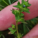 Veronica arvensis L.Veronica arvensis L.