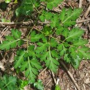 Physospermum cornubiense (L.) DC.Physospermum cornubiense (L.) DC.