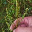 Genista berberidea LangeGenista berberidea Lange