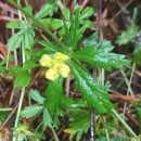 Potentilla erecta (L.) Raeusch.Potentilla erecta (L.) Raeusch.