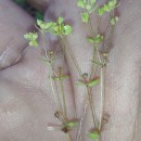 Radiola linoides RothRadiola linoides Roth