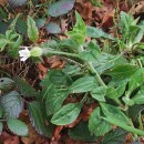 Silene latifolia Poir.Silene latifolia Poir.