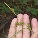 Carex laevigata Sm.Carex laevigata Sm.