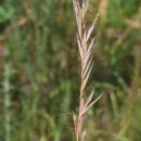 Gaudinia fragilis (L.) Beauv.Gaudinia fragilis (L.) Beauv.