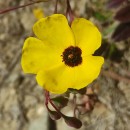 Tuberaria globulariifolia (Lam.) Willk.Tuberaria globulariifolia (Lam.) Willk.