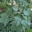 Platanus x acerifolia (Aiton) Willd.Platanus x acerifolia (Aiton) Willd.