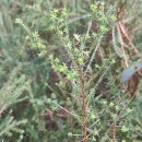 Genista berberidea LangeGenista berberidea Lange