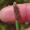 Eleocharis palustris (L.) Roem. & Schult. subsp.vulgaris WaltersEleocharis palustris (L.) Roem. & Schult. subsp.vulgaris Walters