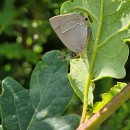 Favonius quercus (Linnaeus, 1758)Favonius quercus (Linnaeus, 1758)