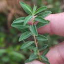 Euphorbia flavicoma DC. subsp. occidentalis M. LaínzEuphorbia flavicoma DC. subsp. occidentalis M. Laínz